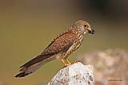 Küçük kerkenez / Falco naumanni / Lesser kestrel 